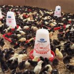 Full List of the Best Poultry Companies in Kenya