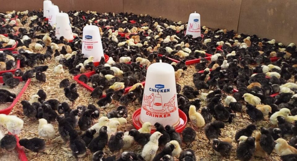 Poultry Farming in Kenya: Everything You Need to Know
