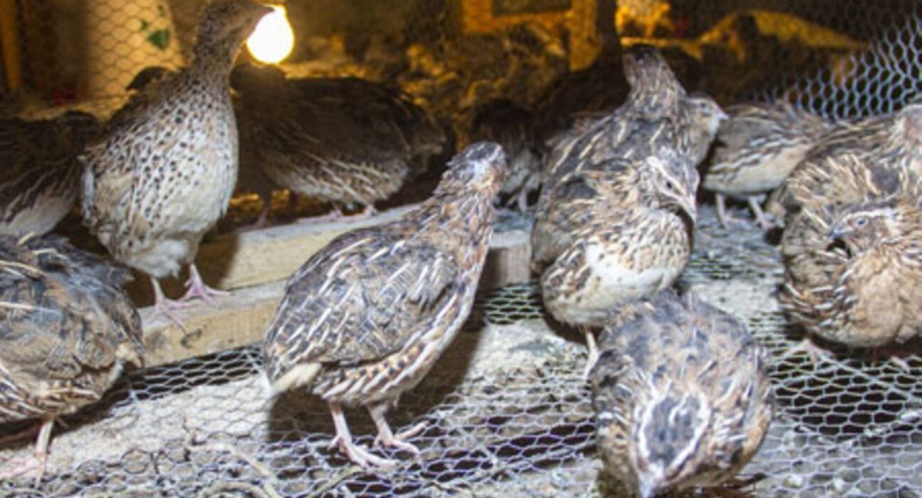 quails kenya