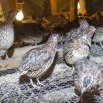 Turkey Farming in Kenya: Everything You Need to Know