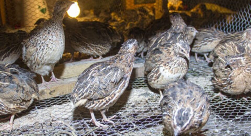 quails kenya