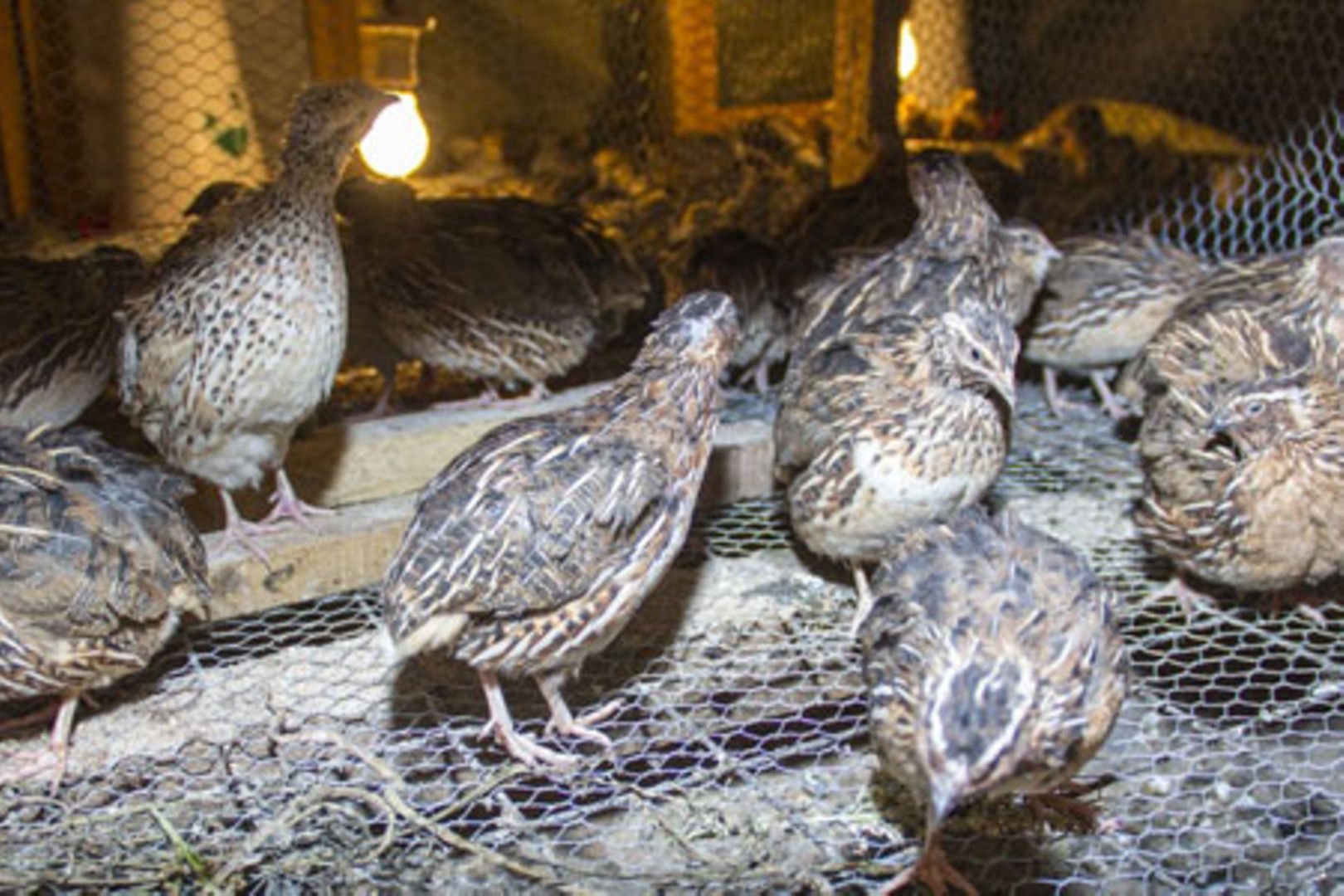 quails kenya