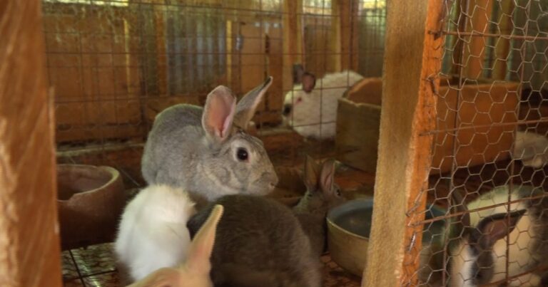 Rabbit Farming in Kenya: Everything You Need to Know - Business Radar