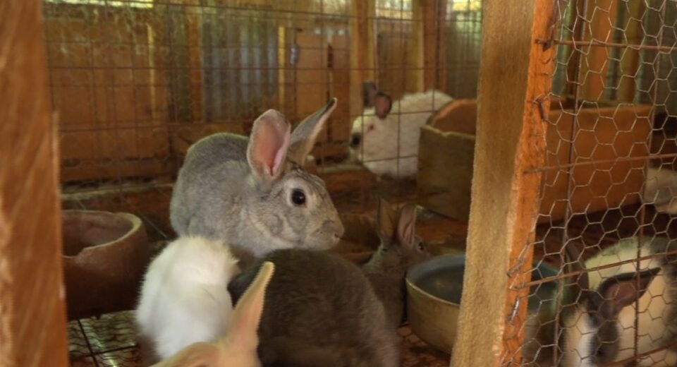 rabbit farming kenya