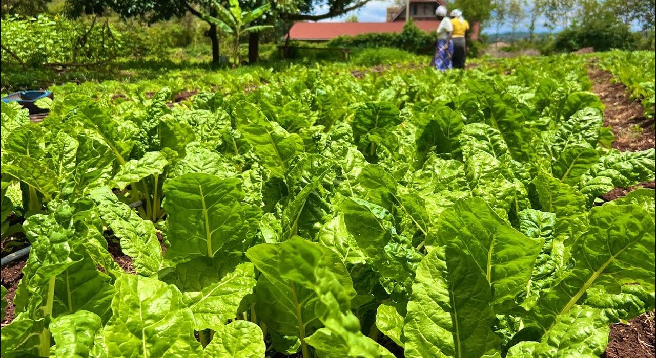 spinach farm