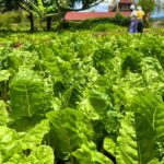 Garlic Farming in Kenya: Everything You Need to Know