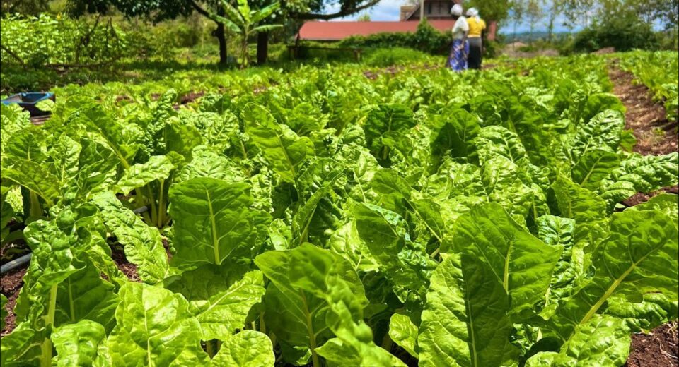spinach farm