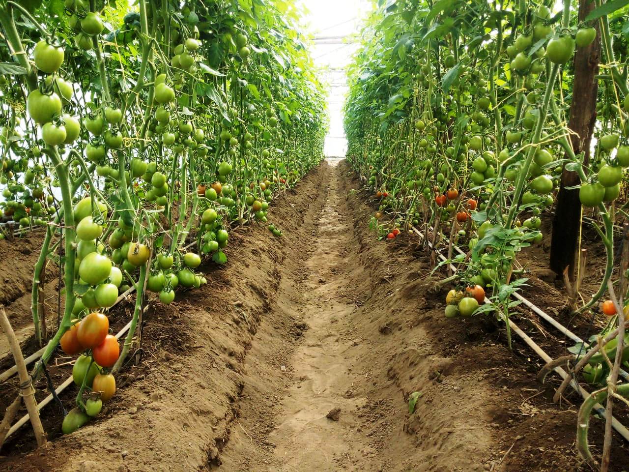 tomato farm