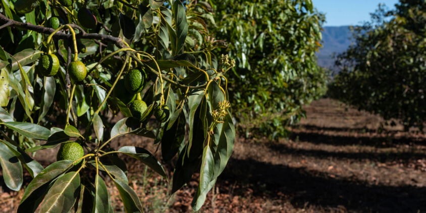 avocado farm