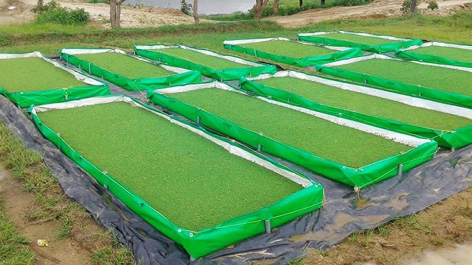 azolla farm