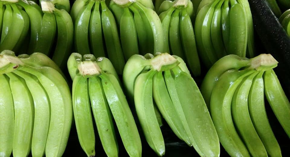 bananas for export