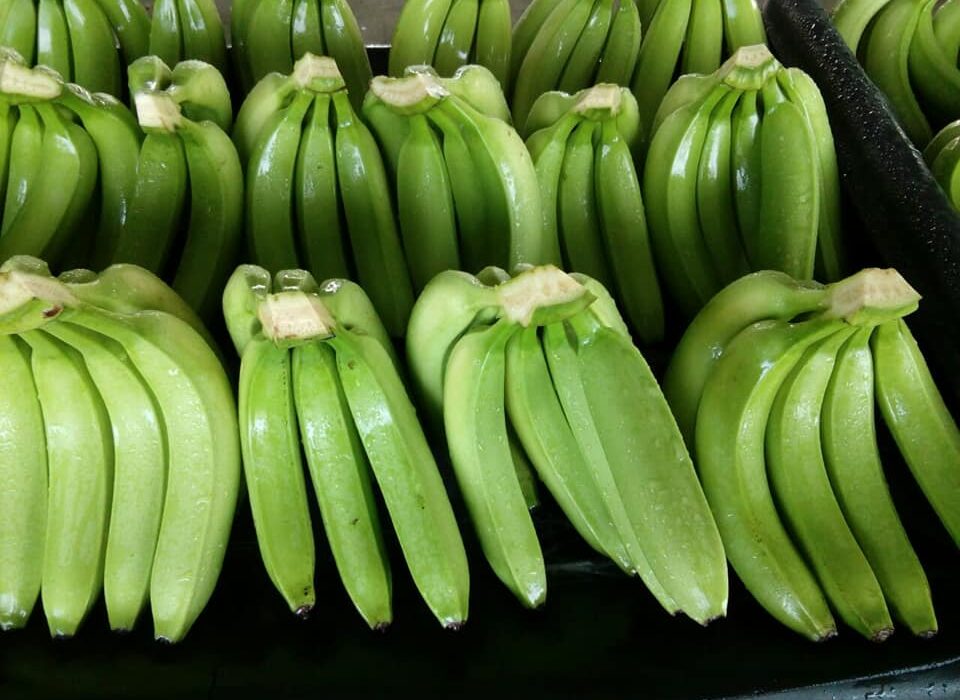bananas for export