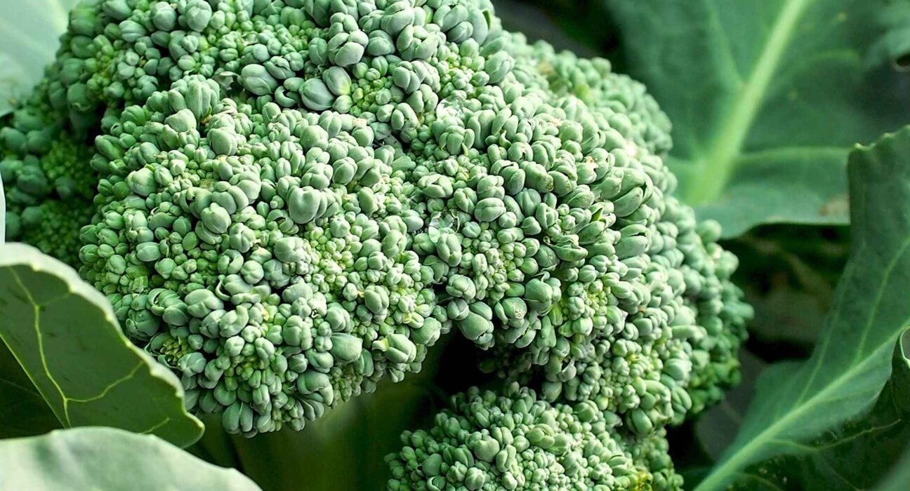 brocolli farm