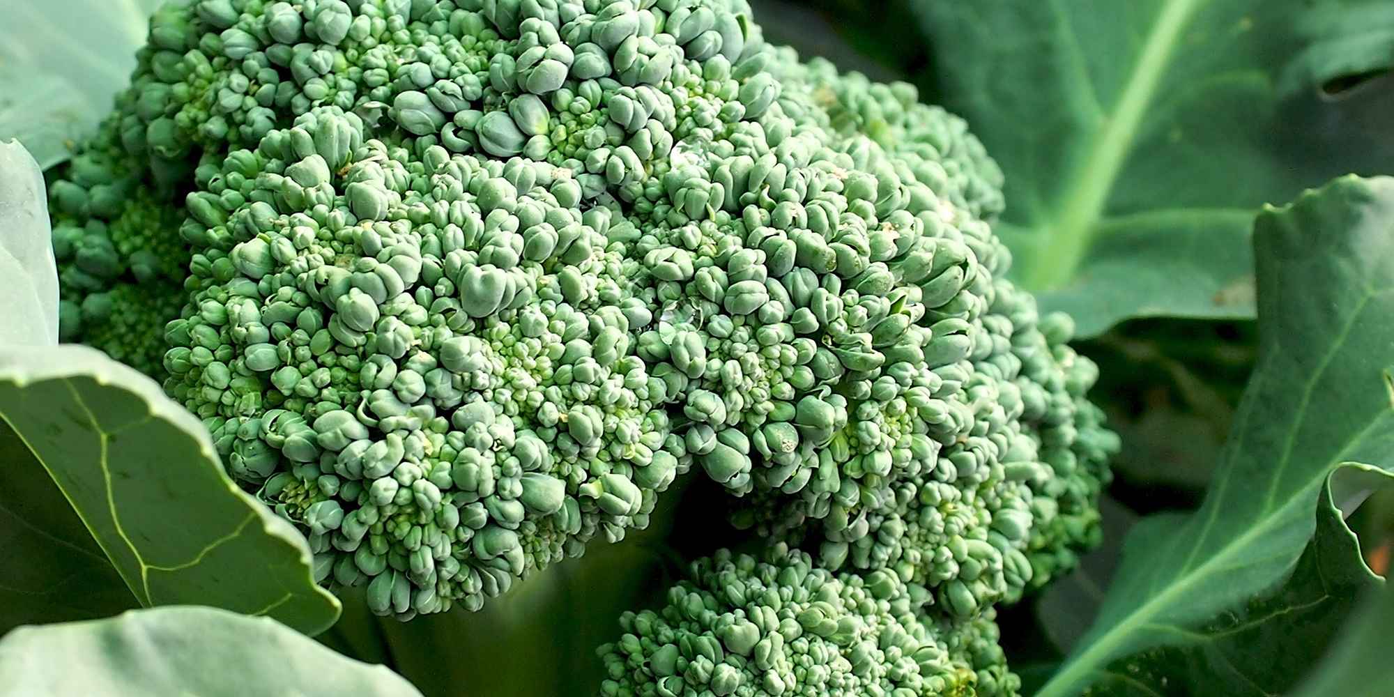brocolli farm