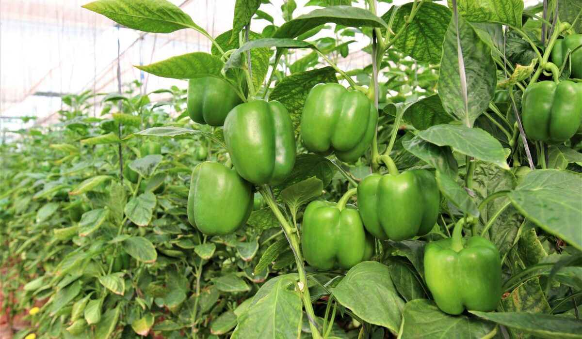 capsicum farm