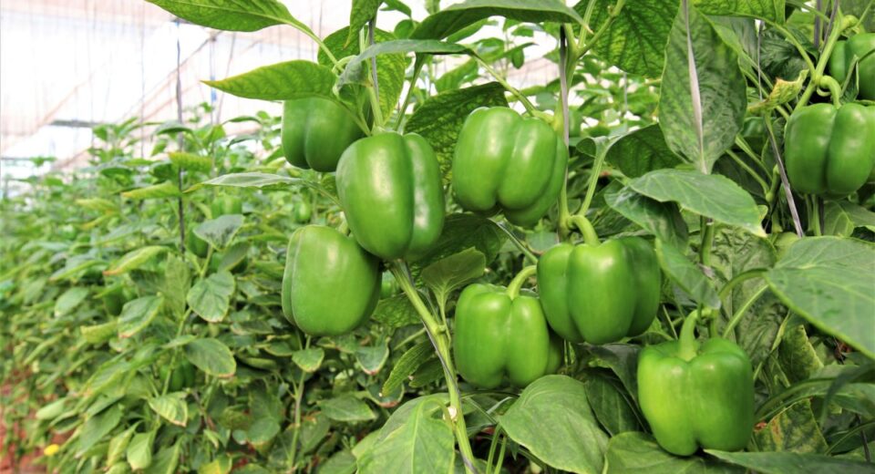 capsicum farm