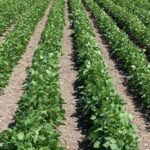 Full List of Top French Beans and Horticultural Exporters in Kenya: Everything You Need to Know