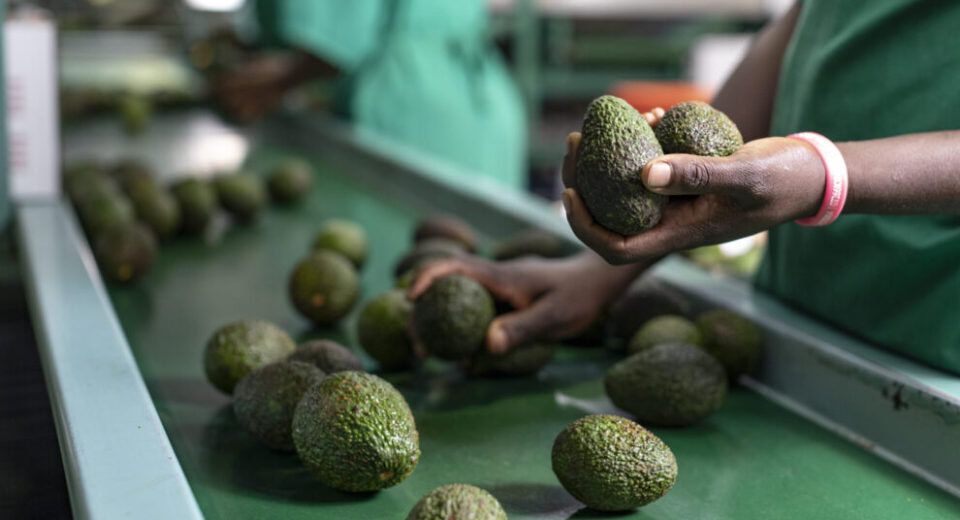fresh produce for export