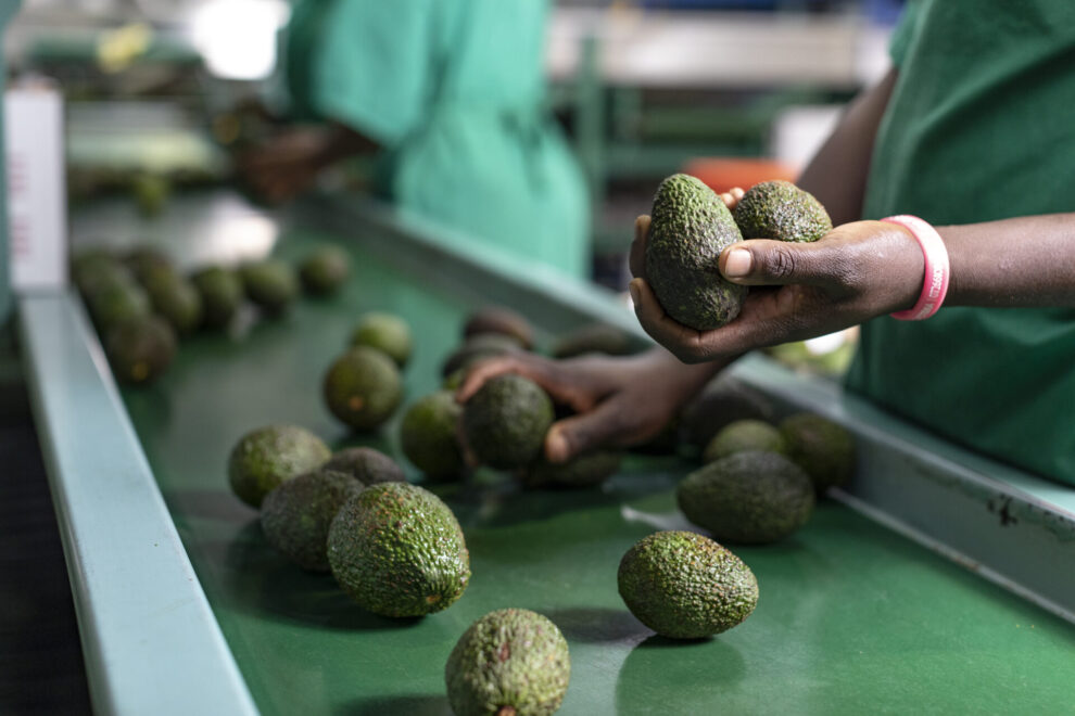fresh produce for export