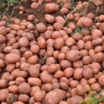 Full List of Top French Beans and Horticultural Exporters in Kenya: Everything You Need to Know