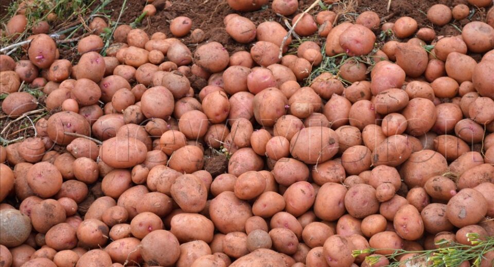 harvested irish potatoes