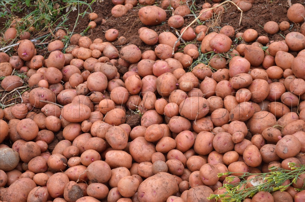 harvested irish potatoes