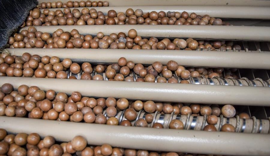 Macadamia for export