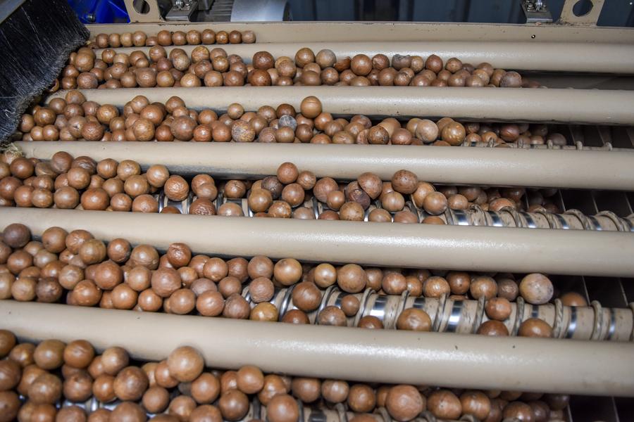 Macadamia for export