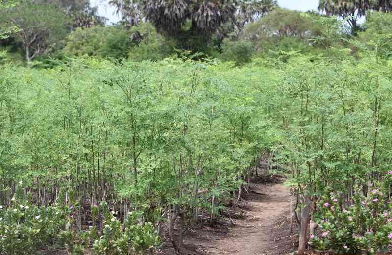 moringa farm