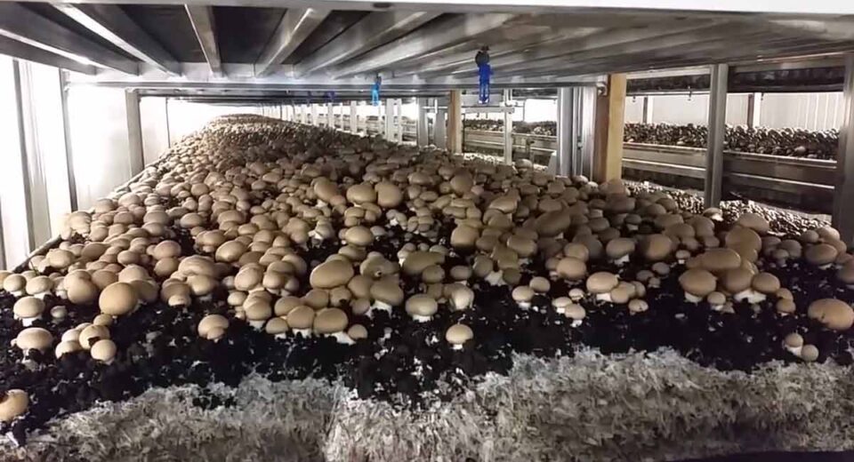 mushroom farm