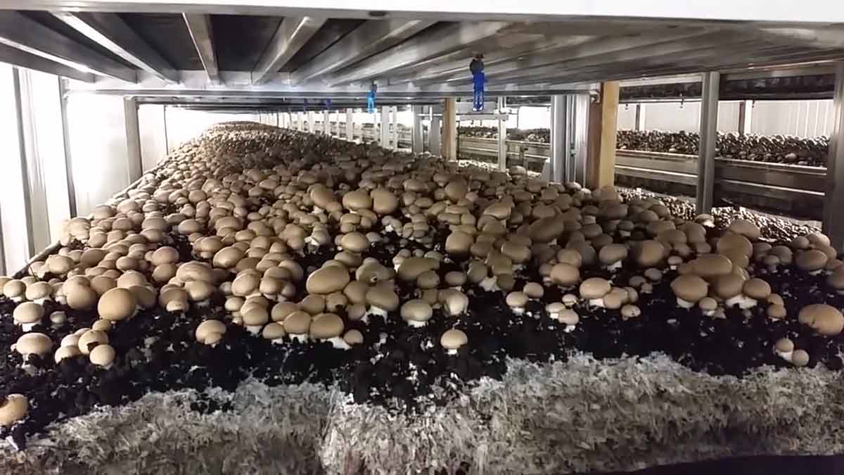 mushroom farm