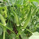Ultimate Guide to Azolla Farming in Kenya: Everything You Need to Know
