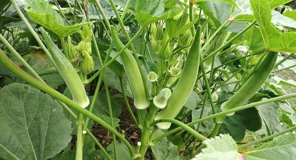 okra farm