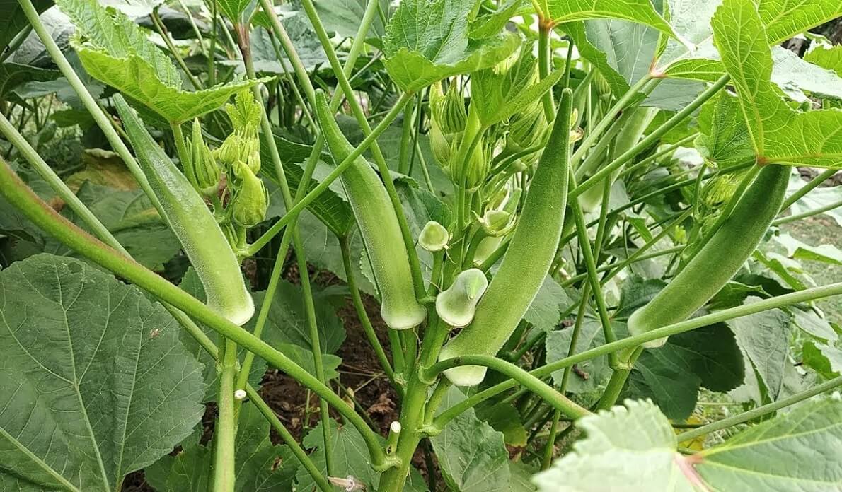 okra farm