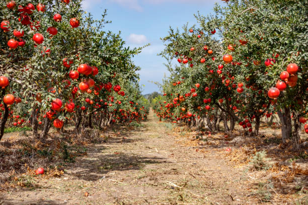 pomegranate farm