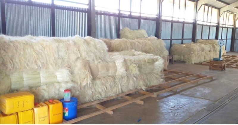 sisal for export