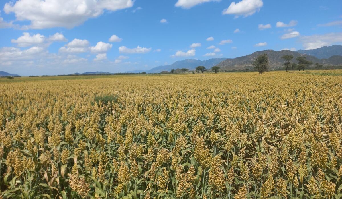 sorghum farm