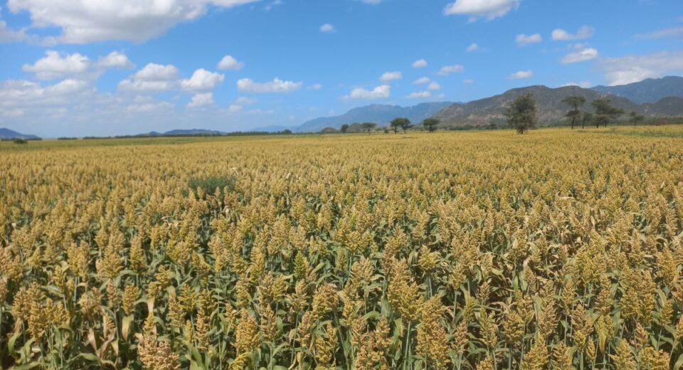 sorghum farm