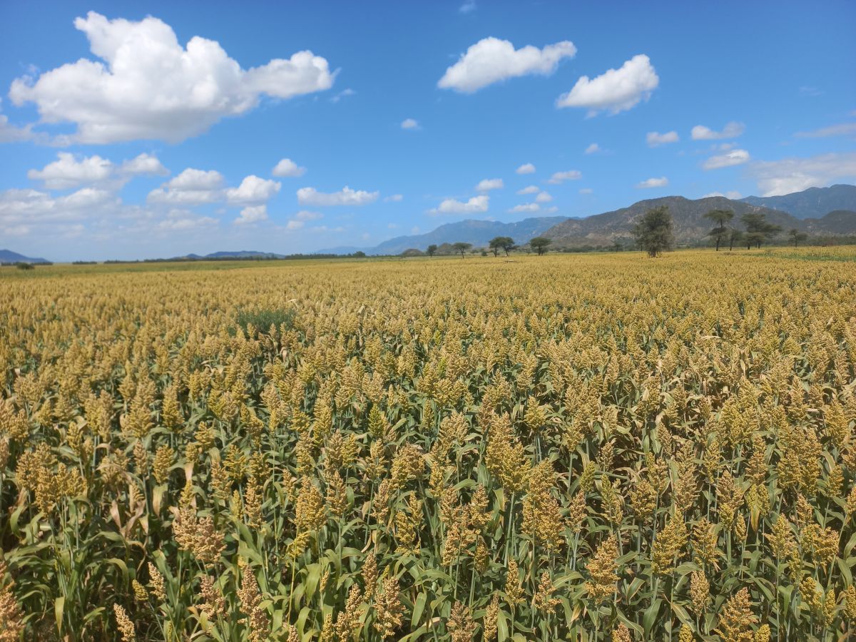 sorghum farm