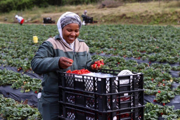 strawberry farm