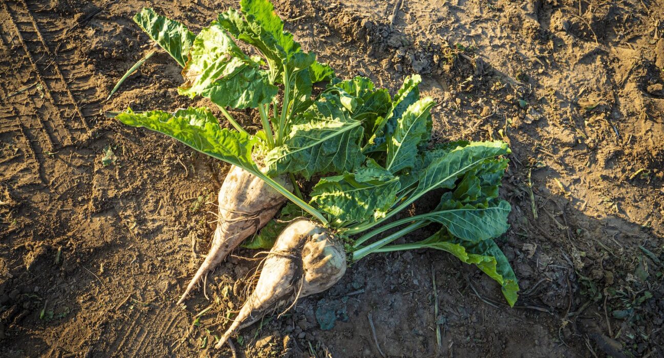 sugar beet farm