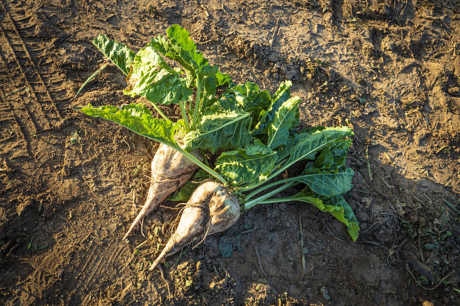 sugar beet farm