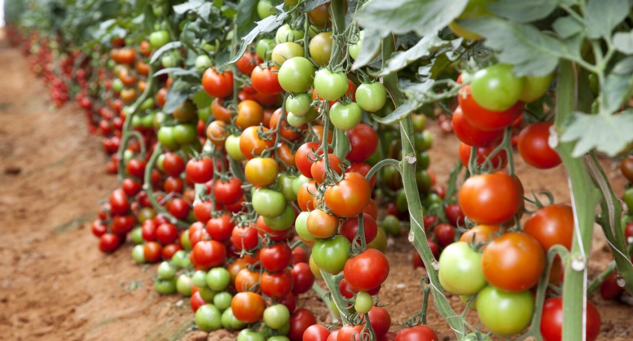 tomato farm