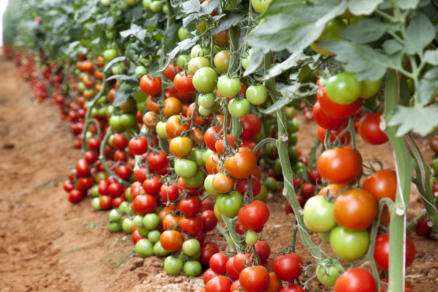 tomato farm