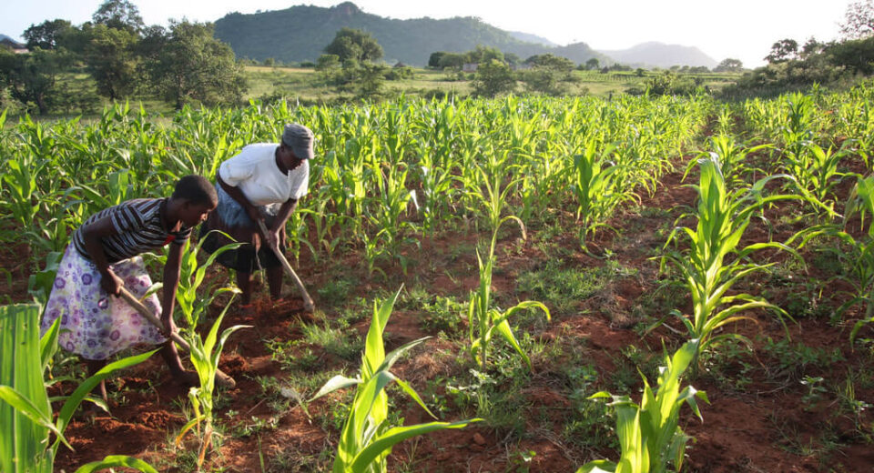 maize farm