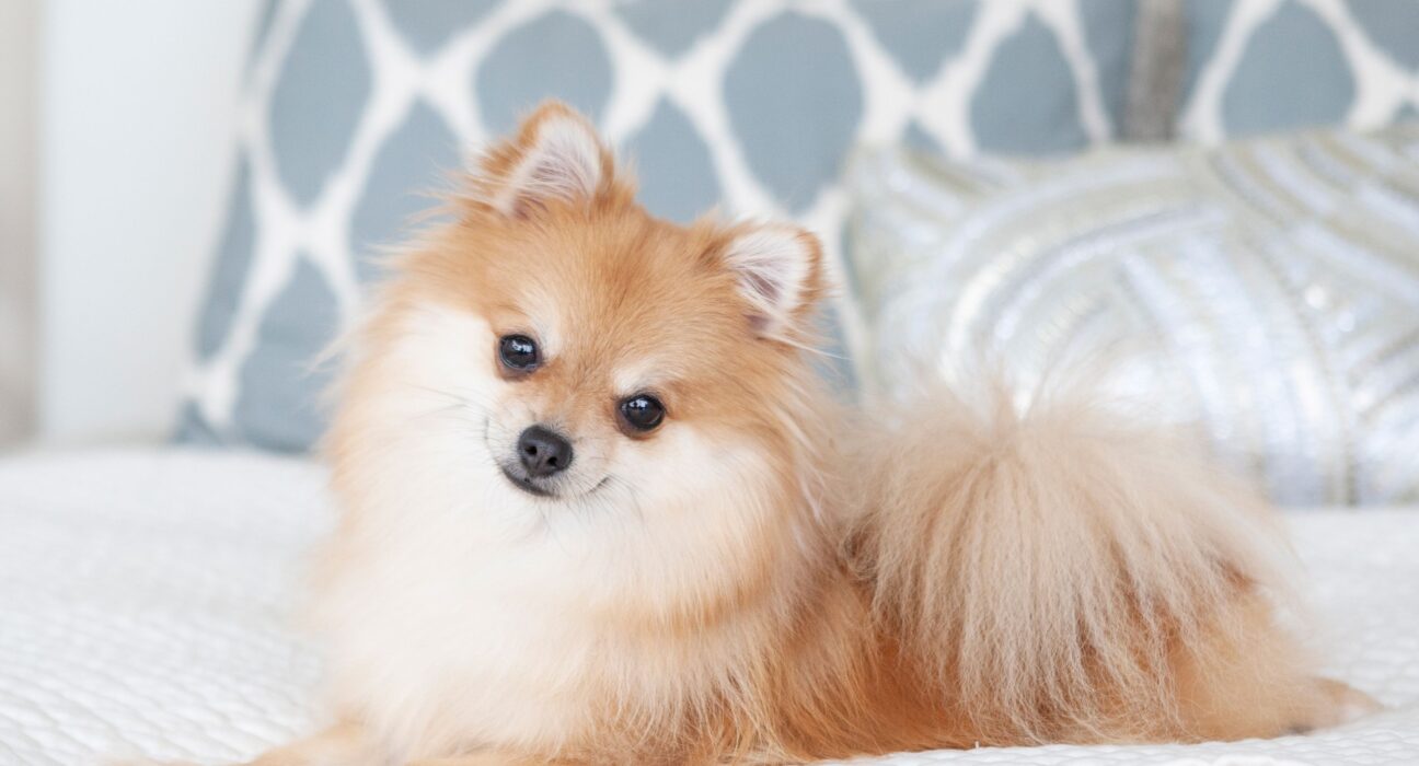 Dog Laying Down