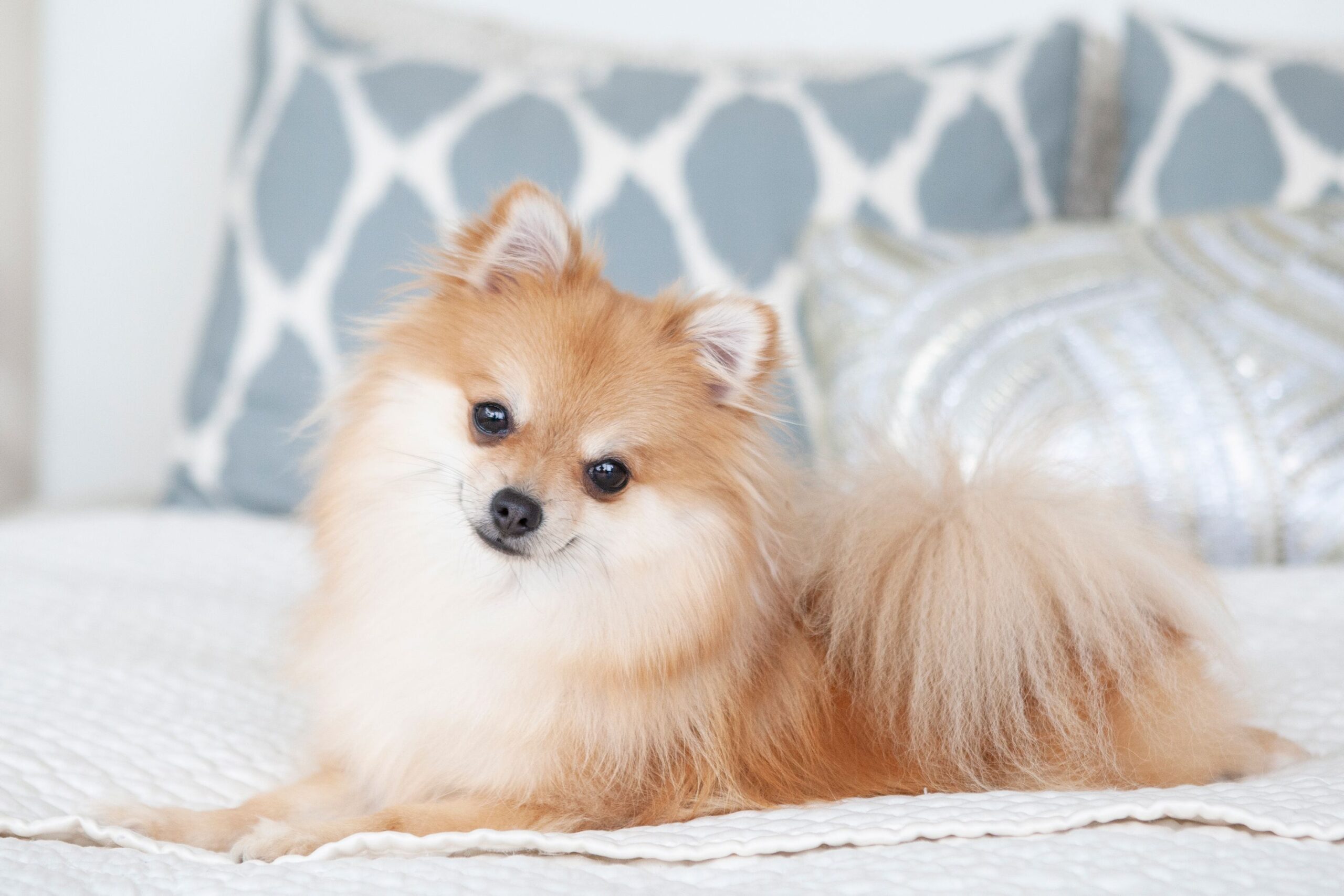 Dog Laying Down
