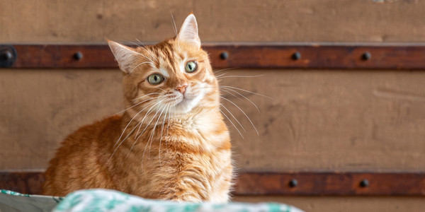 Full List of Best Pet Insurance Companies in Sweden for 2025: Everything You Need to Know