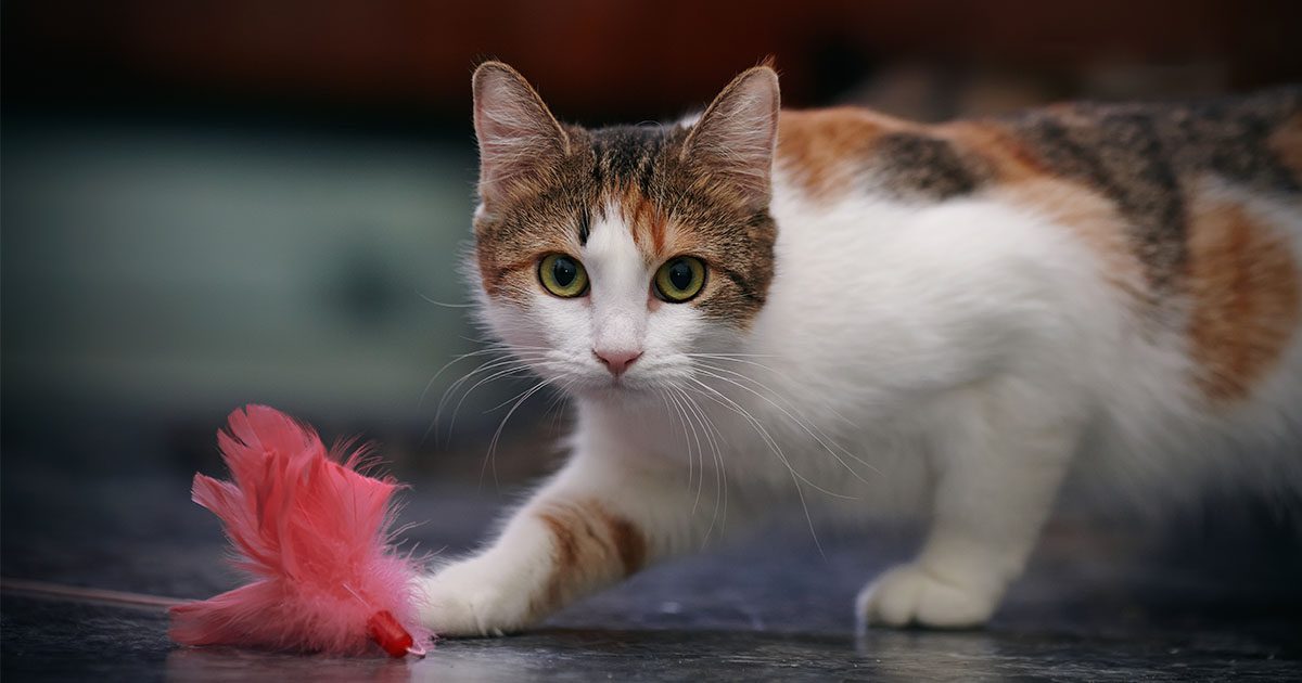 Pet cat