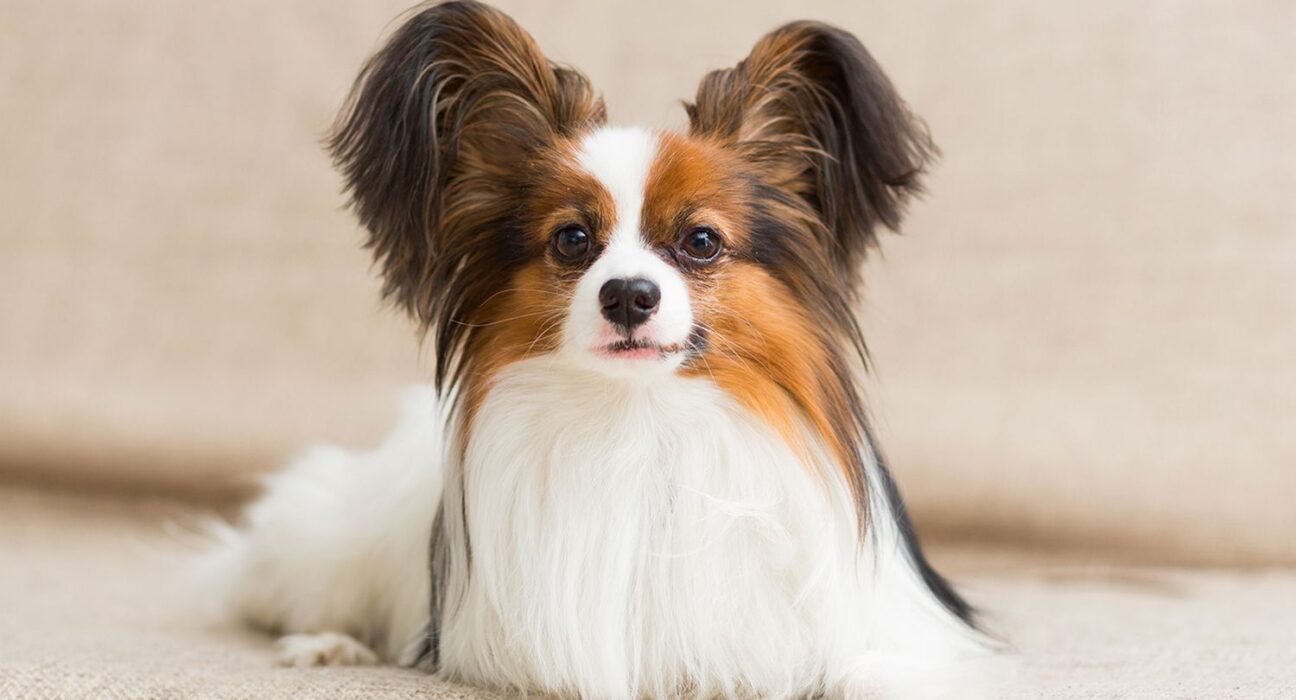 pet dog